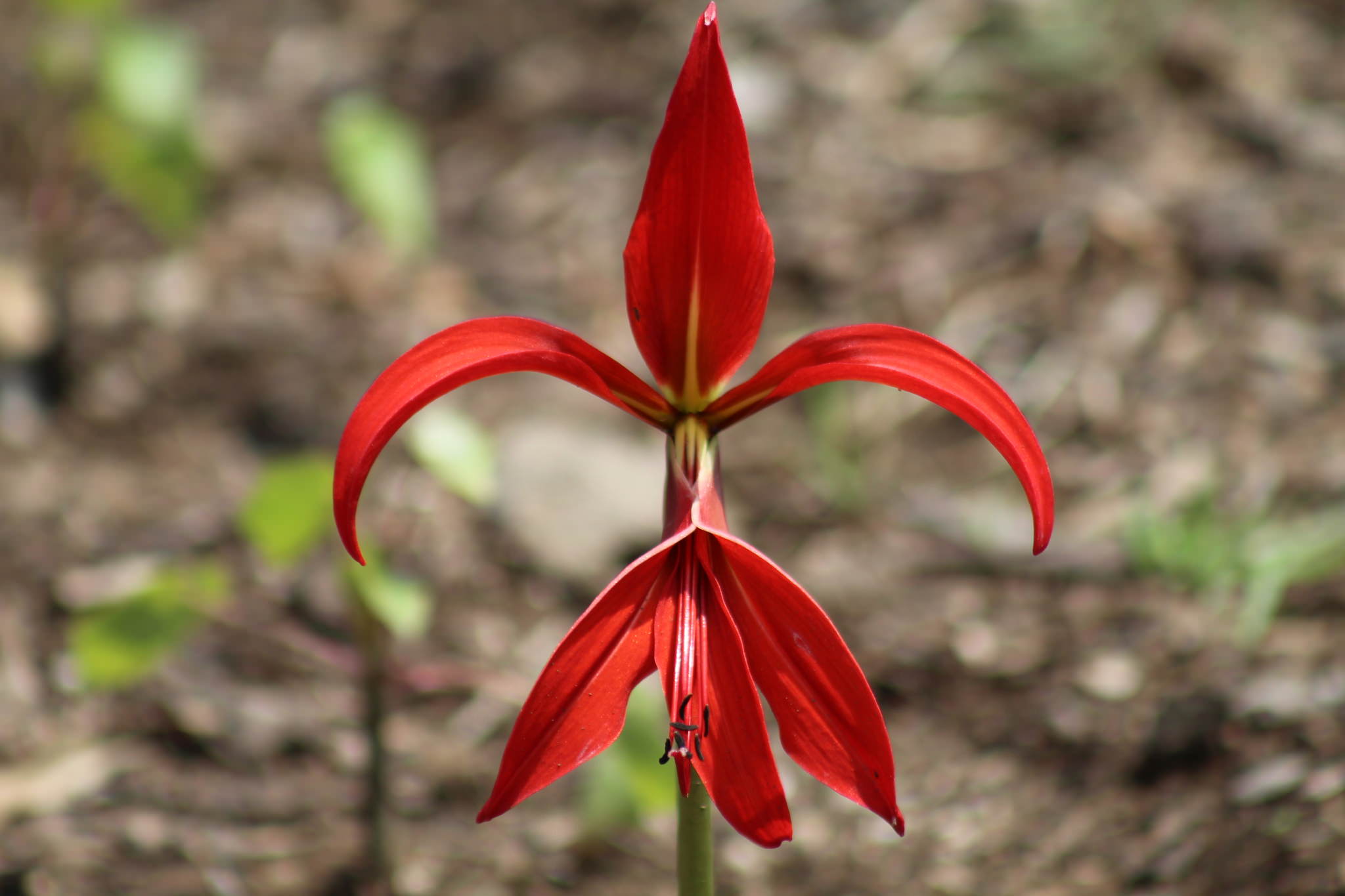 Sprekelia formosissima